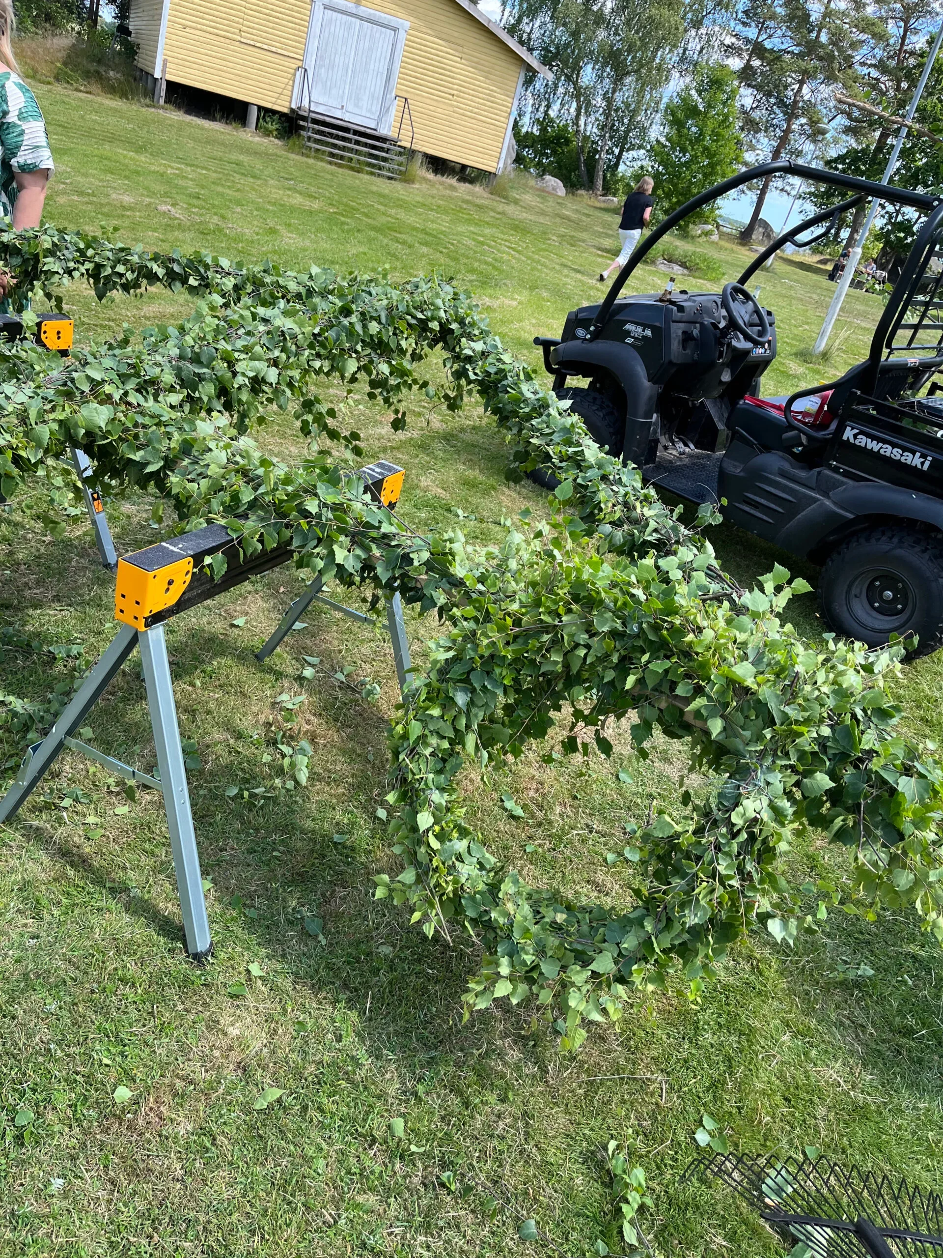 Midsommarstång kläs med björklöv på gräset