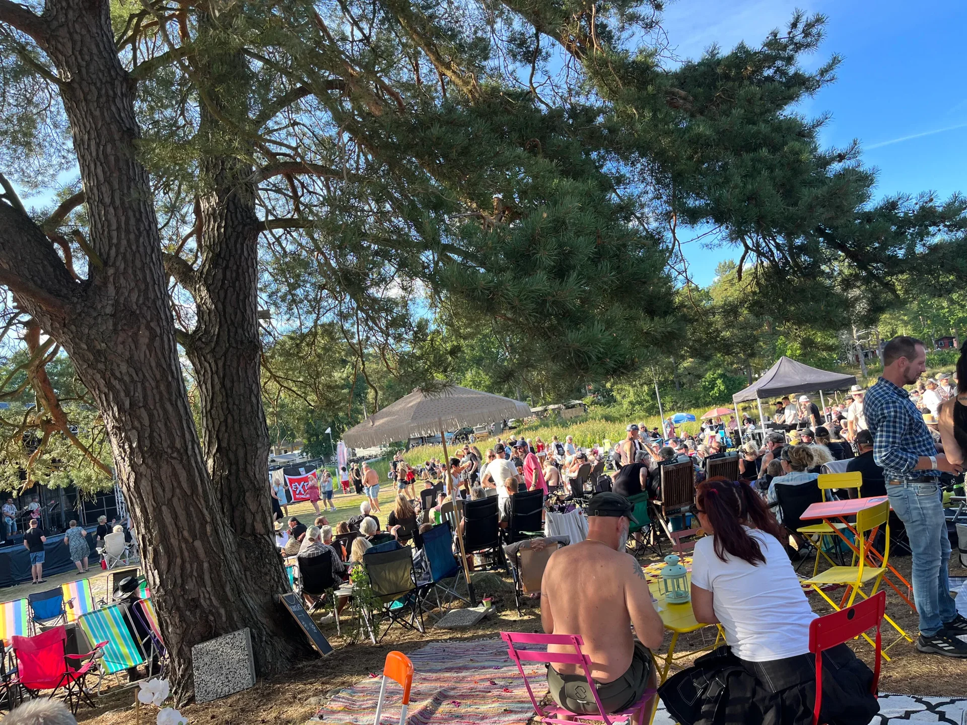 Festivalbesökare i skuggan under stora tallar